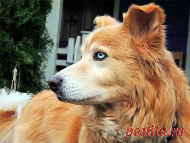 10 гибридов собак, полученных в результате сумасшедших скрещиваний / Питомцы