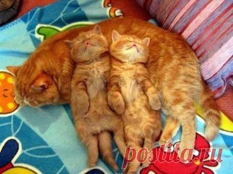 Подушки, Котята and Мама on Pinterest