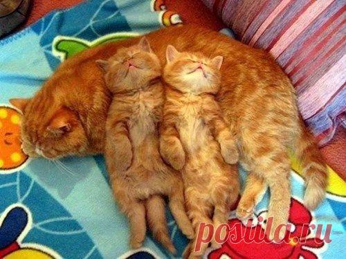 Подушки, Котята and Мама on Pinterest