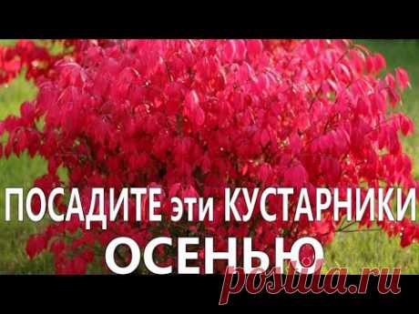 САМЫЕ НЕПРИХОТЛИВЫЕ ДЕКОРАТИВНЫЕ КУСТАРНИКИ,которые можно посадить осенью в саду и на даче. - YouTube
