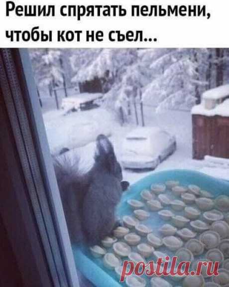 Решил спрятать пельмени, чтобы кот не сел... – популярные мемы на сайте idaprikol.ru