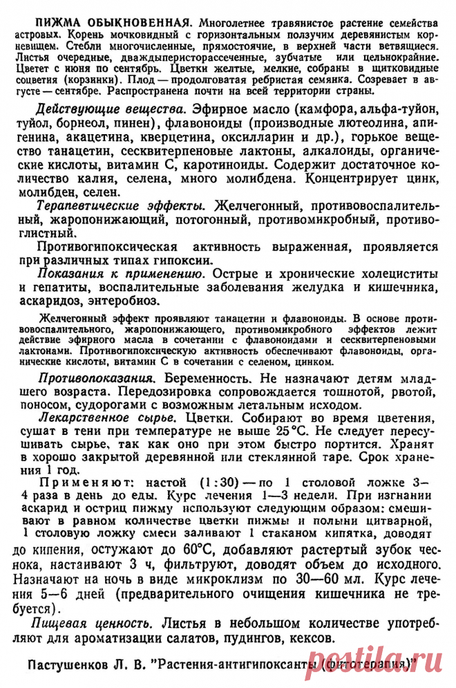Пижма обыкновенная