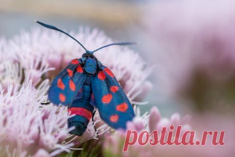 Дневной мотылек — всё о пестрянке изменчивой. Фото — Ботаничка