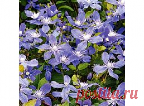 Клематисы купить - интернет магазин в Москве. Продажа саженцев клематиса почтой.