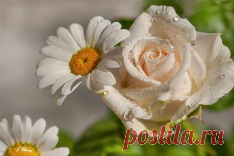 Розы и подарки друзей -