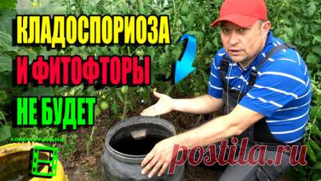 СУПЕР ПРОСТОЙ И ЭФФЕКТИВНЫЙ СПОСОБ БОРЬБЫ С ФИТОФТОРОЙ, КЛАДОСПОРИОЗОМ ПОМИДОРОВ В ТЕПЛИЦЕ. ЭКОСАД (ОГОРОД) И ТЕПЛИЦА 22-26 | ХОББИ УРАЛЬЦА - ЭКО-САД ВЫХОДНОГО ДНЯ | Дзен