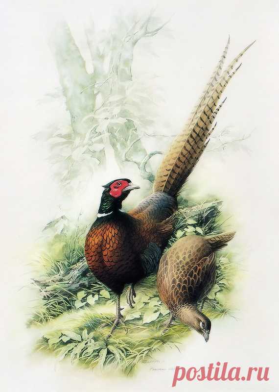 Птицы китайского художника Zeng Xiao Lian