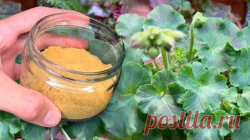 У Герани листья станут ярко зелеными. Вот простые подкормки для Пеларгонии | ГЕНЕРАЛЬСКИЙ САД | Дзен