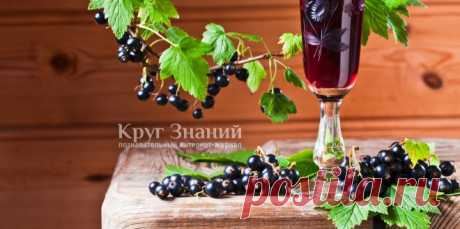 Настойка из черной, красной и белой смородины - Круг знаний