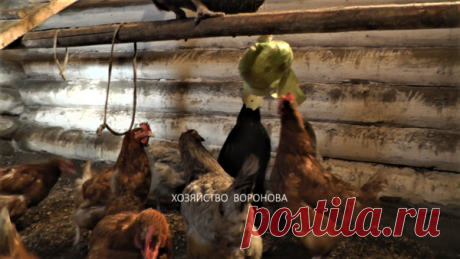 Нужна ли капуста для кур зимой и как её подвесить в курятнике ? | Хозяйство Воронова | Яндекс Дзен