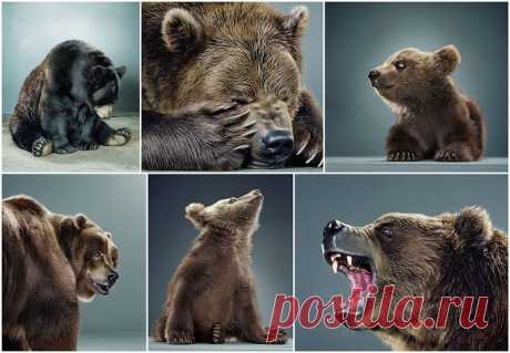 Портреты мишек от Джил Гринберг.