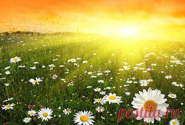 ромашковое поле