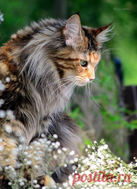 The Enchanted Cove - pagewoman: source:pinterest.com