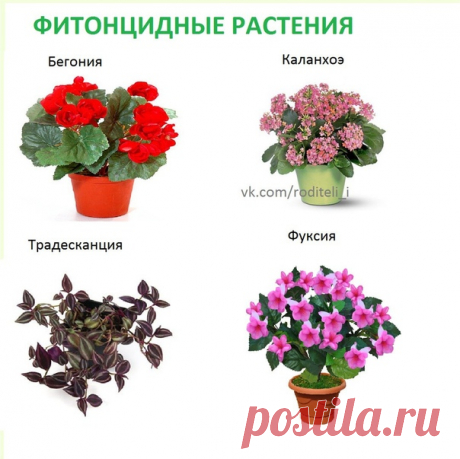 ПОЛЕЗНЫЕ ЦВЕТЫ ДЛЯ ДЕТСКОЙ КОМНАТЫ 

Комнатные растения оказывают положительное воздействие на малышей.
Цветы в детской способны не только успокоить ребенка, но и снизить уровень шума в комнате, впитывать вредные вещества. А главное — они обладают антимикpoбным (фитонцидным) действием и замечательно очищают воздух.
Кроме этого, благодаря повышению влажности в комнате с цветами, ребёнок меньше страдает кашлем и насморком.

НЕЖЕЛАТЕЛЬНО СТАВИТЬ В ДЕТСКОЙ

• Больше одного дер...