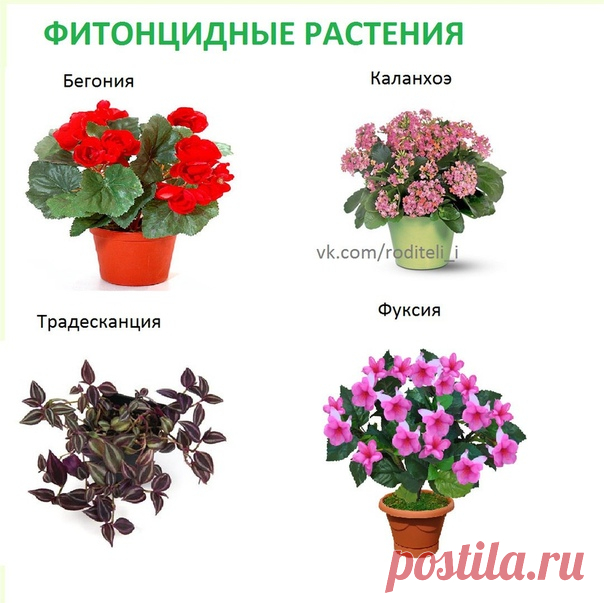 ПОЛЕЗНЫЕ ЦВЕТЫ ДЛЯ ДЕТСКОЙ КОМНАТЫ 

Комнатные растения оказывают положительное воздействие на малышей.
Цветы в детской способны не только успокоить ребенка, но и снизить уровень шума в комнате, впитывать вредные вещества. А главное — они обладают антимикpoбным (фитонцидным) действием и замечательно очищают воздух.
Кроме этого, благодаря повышению влажности в комнате с цветами, ребёнок меньше страдает кашлем и насморком.

НЕЖЕЛАТЕЛЬНО СТАВИТЬ В ДЕТСКОЙ

• Больше одного дер...