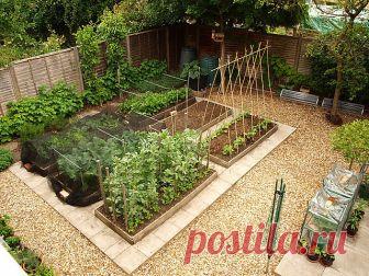 Вряд ли найдётся дача, где не росли бы кусты смородины. Правда, урожай часто оставляет желать лучшего. Некоторые садоводы-любители уверены, что банка ягод с куста к столу - это хорошая отдача. На самом же деле с этих растений можно собирать по ведру. а то и по нескольку ведер! Чтобы получать от неё солидные урожаи надо: 
Не забывать поливать. Конечно, необходимо учитывать климатические условия сезона. Но не пропустить три необходимых полива. Первый - в конце цветения (прим...