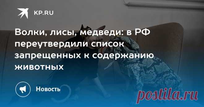 13-5-25--ПРАВИТЕЛЬСТВО РФ-МИШУСТИН--Волки, лисы, медведи: в РФ ПЕРЕУТВЕРДИЛИ список запрещенных к содержанию животных