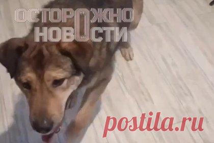 Неизвестные расправились с собаками россиянина и избили его