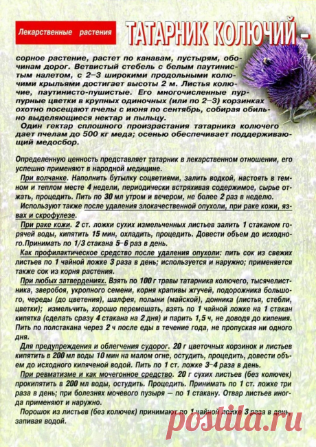 Татарник колючий