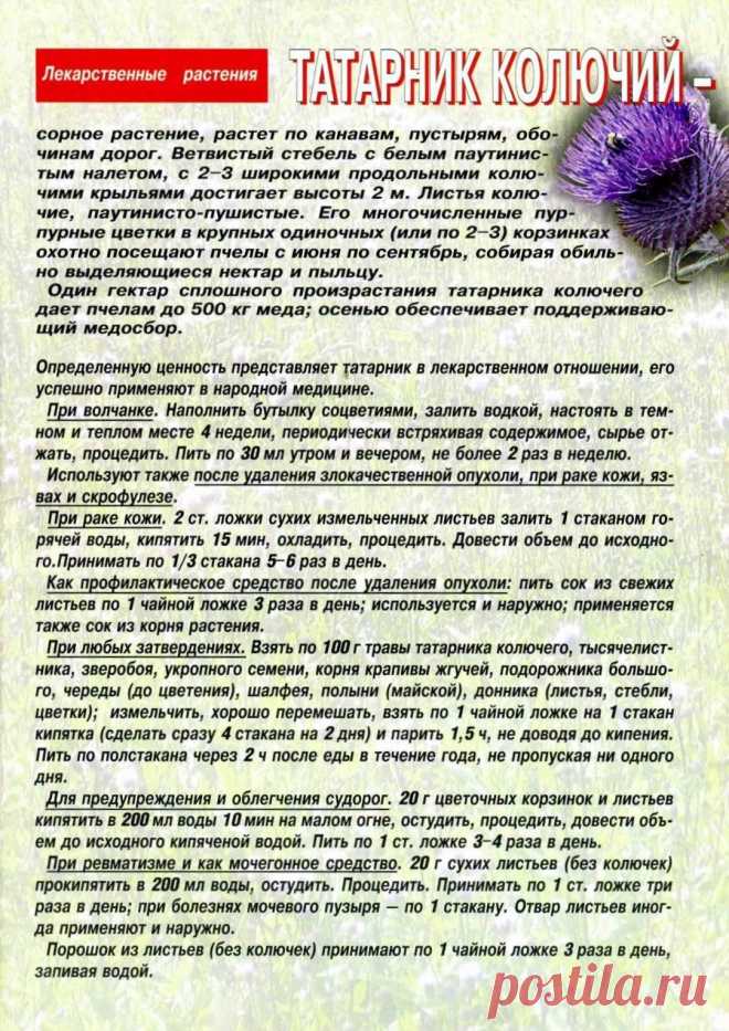 Татарник колючий