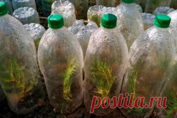 Самый простой способ черенкования туи — посадил и забыл