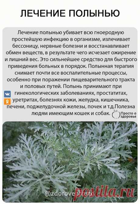 ЛЕЧЕНИЕ ПОЛЫНЬЮ

На курс достаточно 100 г сухой полыни.
Заготовленную сухую полынь протереть руками и просеять через дуршлаг. Просеянную проглатывать в сухом виде, а непросеянная пойдет на приготовление настоя для клизмы, спринцевания, закапывания в глаза, уши или полоскания рта.

Почему рекомендуется сухая полынь? Для того, чтобы она прошла через весь желудочно-кишечный тракт и пролечила все участки. Отвары полыни не доходят до кишечника. Миомы могут рассосаться через оди...