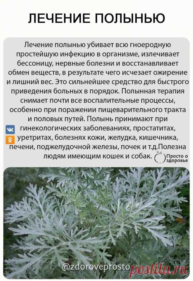ЛЕЧЕНИЕ ПОЛЫНЬЮ

На курс достаточно 100 г сухой полыни.
Заготовленную сухую полынь протереть руками и просеять через дуршлаг. Просеянную проглатывать в сухом виде, а непросеянная пойдет на приготовление настоя для клизмы, спринцевания, закапывания в глаза, уши или полоскания рта.

Почему рекомендуется сухая полынь? Для того, чтобы она прошла через весь желудочно-кишечный тракт и пролечила все участки. Отвары полыни не доходят до кишечника. Миомы могут рассосаться через оди...