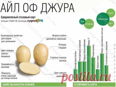 Картофель айл оф джура характеристика Огород без хлопот - информационный сайт для дачников, садоводов и огородников.