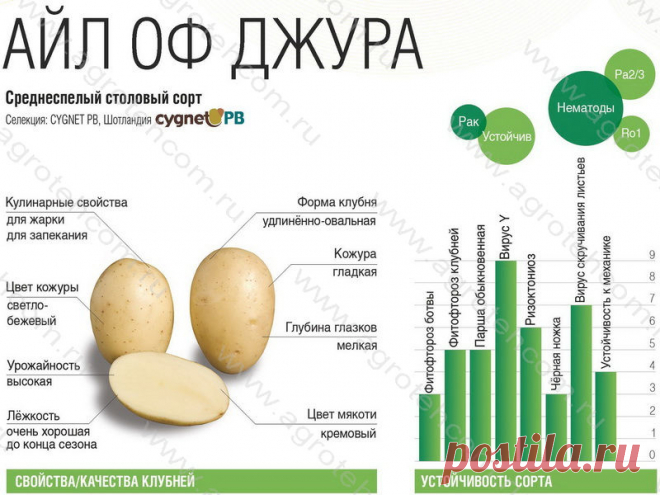 Картофель айл оф джура характеристика Огород без хлопот - информационный сайт для дачников, садоводов и огородников.