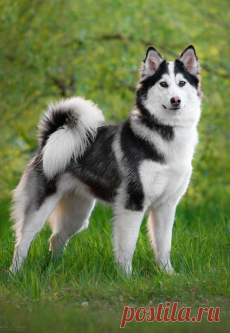 ღ