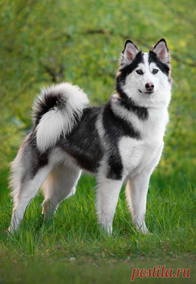 ღ