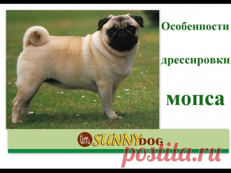 Мопс - особенности обучения Дрессировки (как щенка так и взрослой собаки)