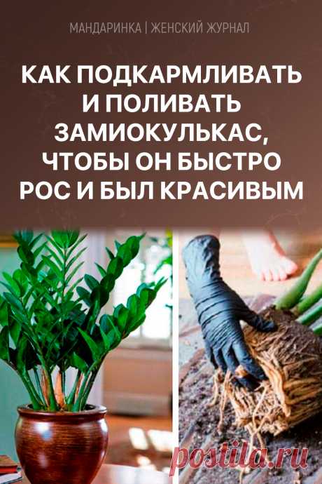 Как подкармливать и поливать замиокулькас, чтобы он быстро рос и был красивым