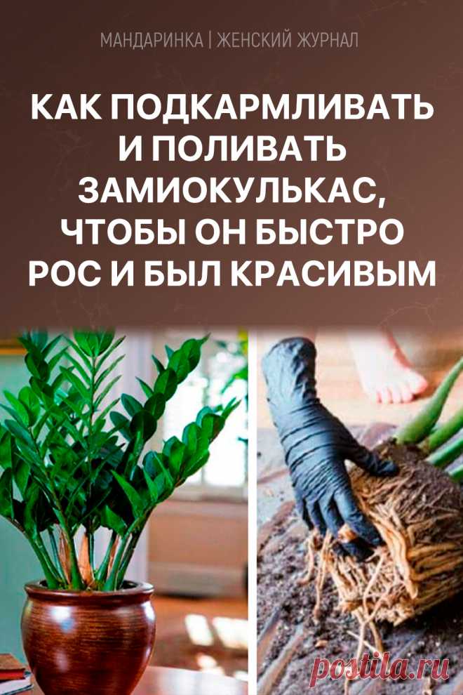 Как подкармливать и поливать замиокулькас, чтобы он быстро рос и был красивым