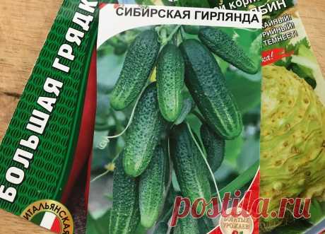 Собирали с 5-ти кустов по ведру огурцов через день – рассказываю про удивительный гибрид | 6 соток