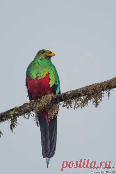 Quetzal doré - Pharomachrus auriceps