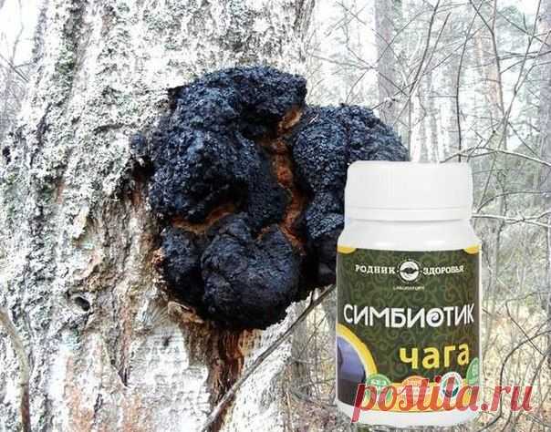 СИМБИОТИК ЧАГА (60 ТАБ.)
Чага – профилактика патологий ЖКТ и кожных покровов, в том числе и их озлокачествление, а также универсальное общеукрепляющее средство.Обладают спазмолитическими, мочегонными, антимикробными, заживляющими свойствами, нормализуют деятельность желудочно-кишечного тракта 
Чага восстанавливает сопротивляемость организма и его защитные механизмы, направленные на борьбу со злокачественным ростом 
Состав: симбиотическая закваска, экстракт чаги. 
Чага восстанавливает
