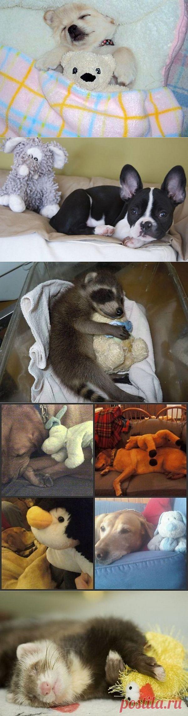 Смешные фотки животных.