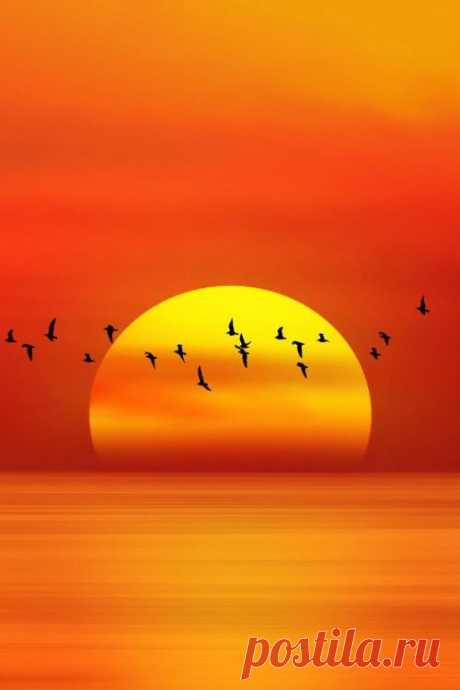 Amazing sunset with birds... | nature