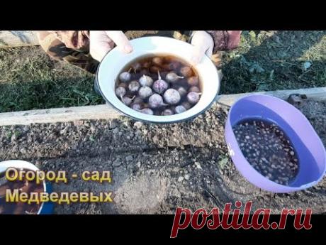 Золотые правила при посадке озимого чеснока