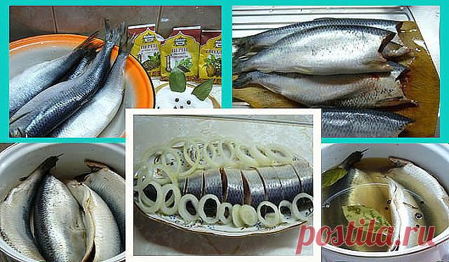 Засолка селедки