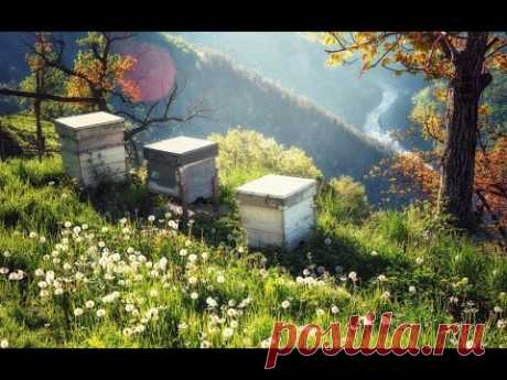 Ульи на моей пасеке & Многокорпусный бесфальцевый улей