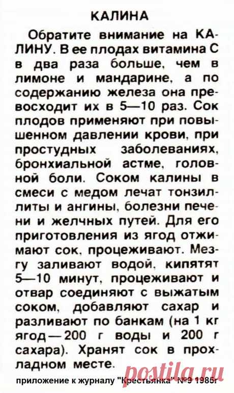 Калина - лечебные свойства