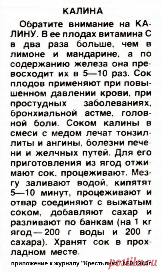 Калина - лечебные свойства