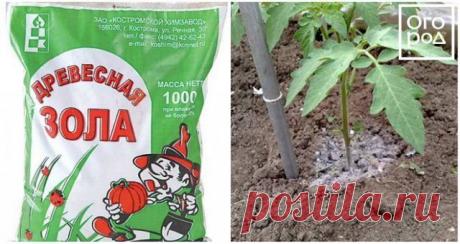 Народные средства для подкормки помидоров – самые лучшие рецепты | Томаты (Огород.ru)