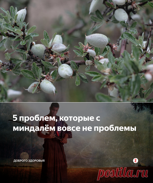 5 проблем, которые с миндалём вовсе не проблемы | Доброго здоровья! | Яндекс Дзен