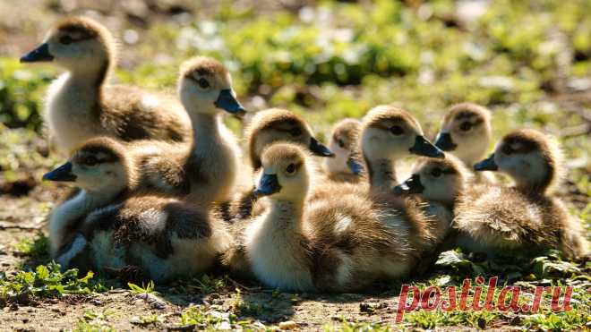 Скачать обои животные, гуси, птицы, утки, компания, утята, птенцы, много, выводок из раздела Животные, в разрешении 3840x2160