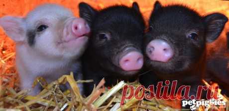 Мини-пиги