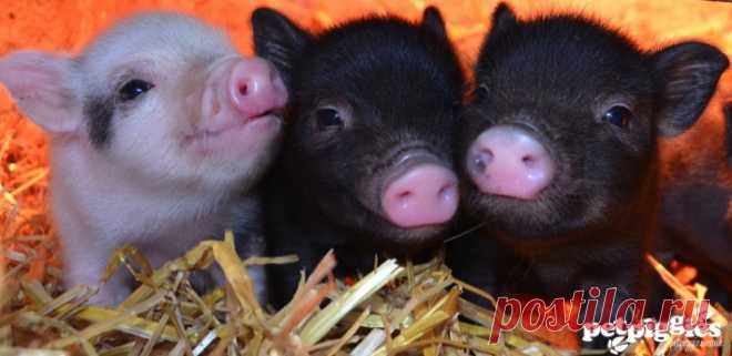 Мини-пиги