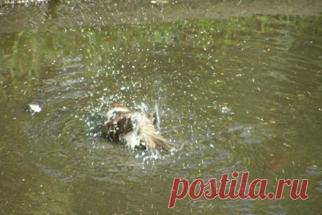 Природа